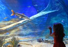 Bioparque divulga horário especial de Carnaval; local contará com apresentações musicais