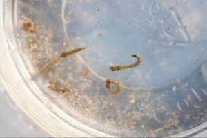 Larvas do mosquito Aedes aegypti
