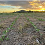 Com apoio da Fundect, campo experimental avalia sustentabilidade agrícola na Rota Bioceânica em Porto Murtinho