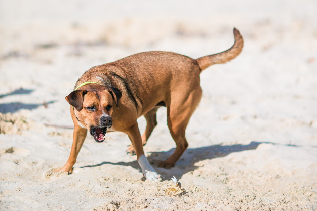 13393_um-cachorro-latindo-em-um-pequeno-caranguejo-na-praia-109800-4090-jpg
