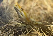 Bioparque Pantanal celebra Dia Mundial da Cobra com de educação ambiental e cuidado exemplar com serpentes