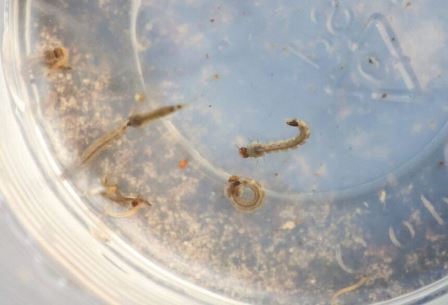 dengue-e1679337616322-730x480