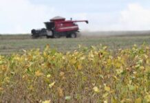 Começa plantio da maior safra de soja de Mato Grosso do Sul, com expectativa de colher 15 milhões