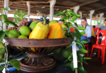 Agricultura familiar vive momento de relevância com sistema agroflorestal e economia de carbono
