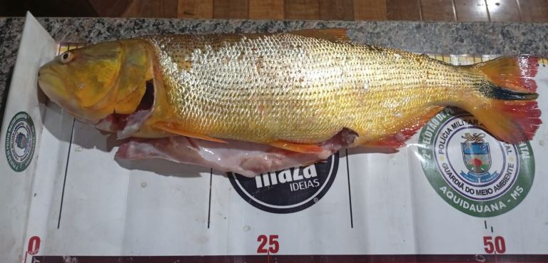 PMA de Jardim Aplica Multas de Mais de R$ 13 Mil por Pesca Predatória no Rio Miranda