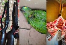 Homem é preso por violência doméstica e polícia encontra armas, animais e carneiros furtados