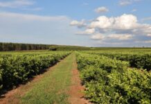 Nova fronteira agrícola: citricultura injeta R$ 2,4 bilhões e diversifica base produtiva em MS