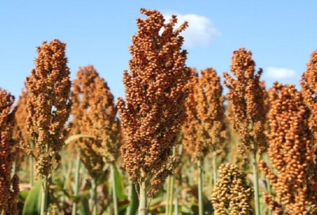 sorgo-730x425