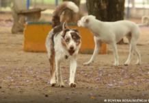 Bonito e Bodoquena aderem a campanha sobre cuidados com animais idosos