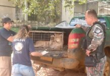 Onça-parda é resgatada pela PMA após ser atropelada BR-359