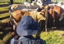 Homem é preso com 34 cabeças de gado furtadas em Dois Irmãos do Buriti