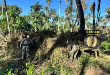 SENAD erradica 9 toneladas de maconha em operação em Bella Vista Norte Paraguai