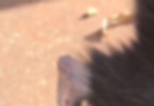 Rio Brilhante: Com pata mutilada e sinais de queimadura, gata é resgatada e polícia investiga o caso