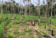 SENAD erradica 5 hectares de maconha e causa prejuízo ao tráfico em Bella Vista Norte