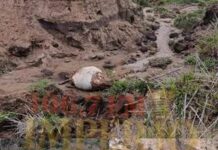 Ladrões de gado abatem duas vacas e levam a maior parte da carne na colônia de Cascada.