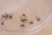 Corumbá confirma primeiro óbito por chikungunya em 2026