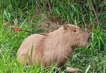 Campo Grande: Capivara aparece com flecha fincada no corpo no Guanandi