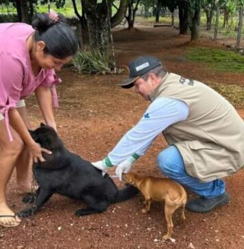 Vacinação antirrábica ultrapassa 520 animais vacinados em Caracol e Alto Caracol